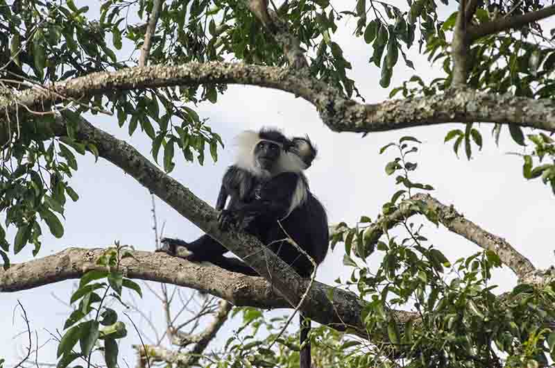 28 - Mono Colobo de Angola y cria - parque nacional de Nyungwe - Ruanda
